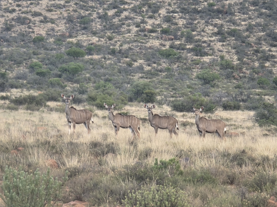 0 Bedroom Property for Sale in Middelburg Rural Eastern Cape